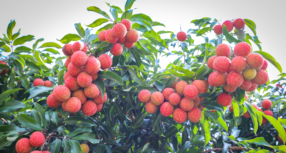 給“荔”廣東，甜蜜全球