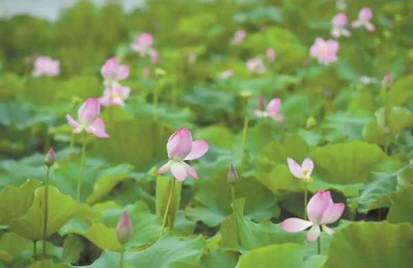 陽江海陵島160畝荷花進(jìn)入盛花期